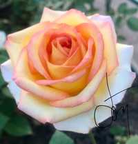 Саженцы роз из Краснопольского Питомника