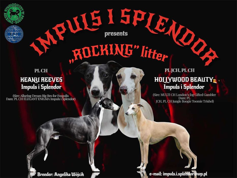 Whippet Chart angielski ZKwP/FCI cudowna sunia ROSZPUNKA