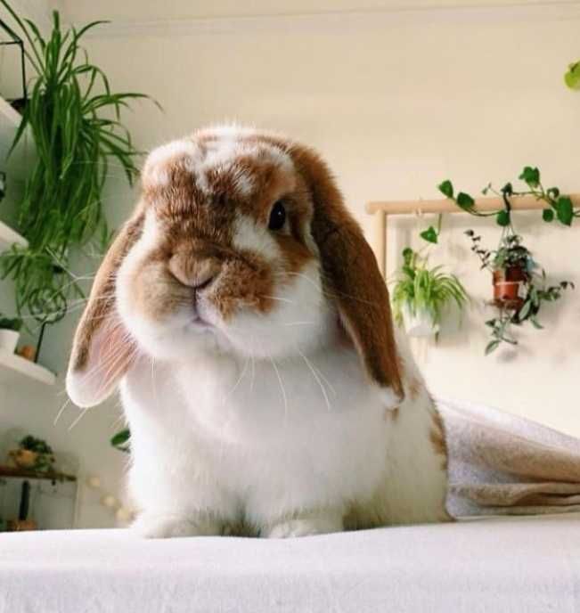 KIT Coelhos anões mini lop, orelhudos lindíssimos e muito dóceis