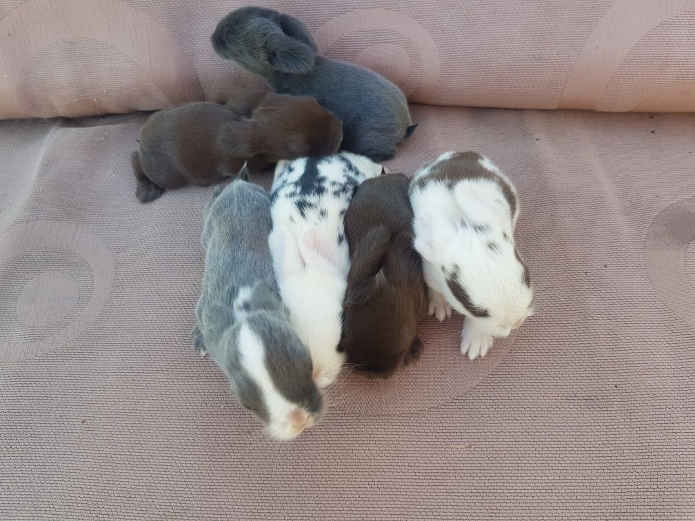 Królik mini lop (baranek) miniaturka pozostały 2 szt
