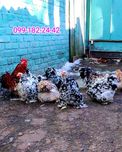 Інкубаційні яйця, молодь 5-7  міс.  карликових кохінхінів