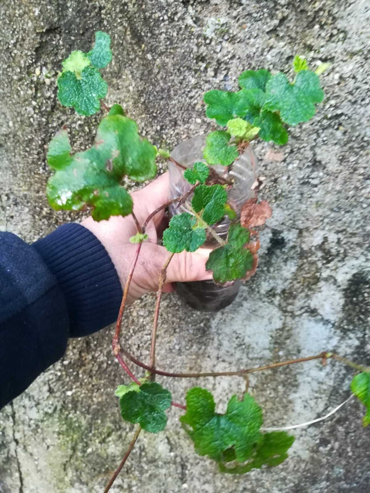 Framboesa rasteira Esmerald Carpet