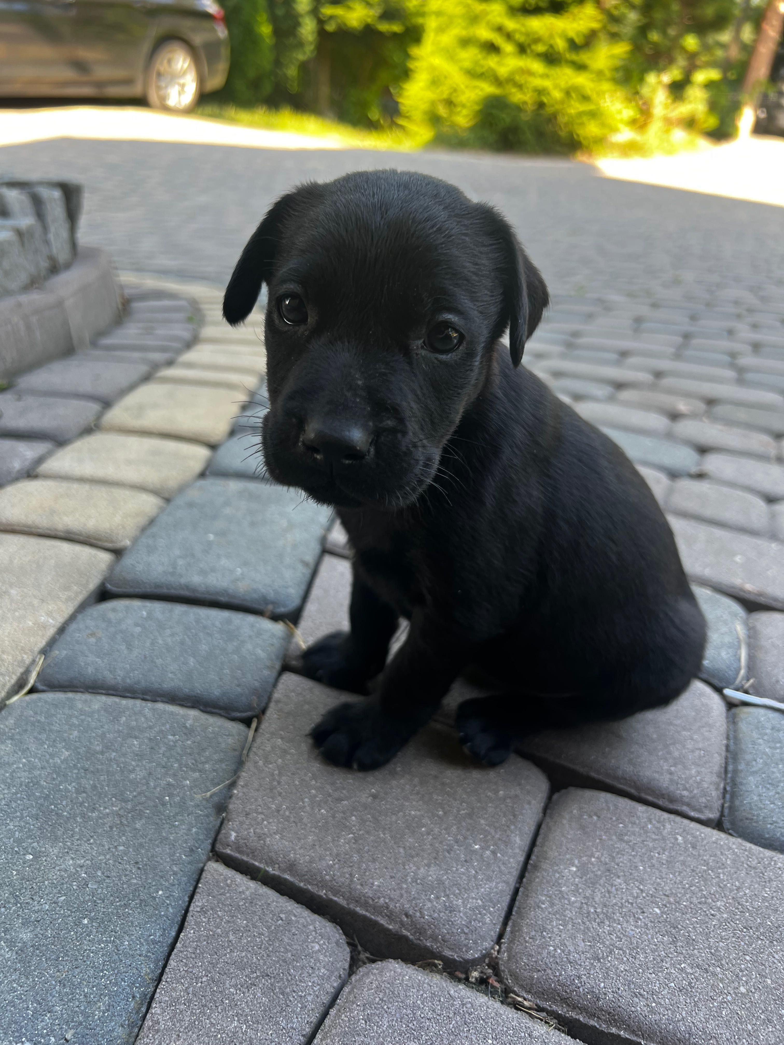 Labrador oddam w dobre ręce