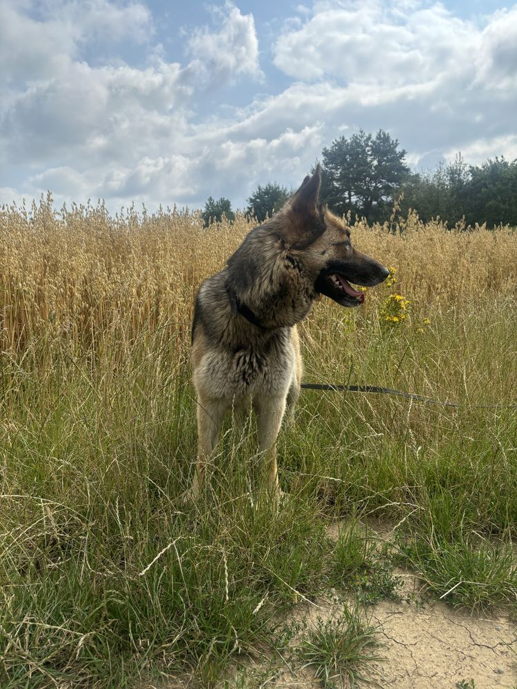 Owczarek niemiecki do adopcji