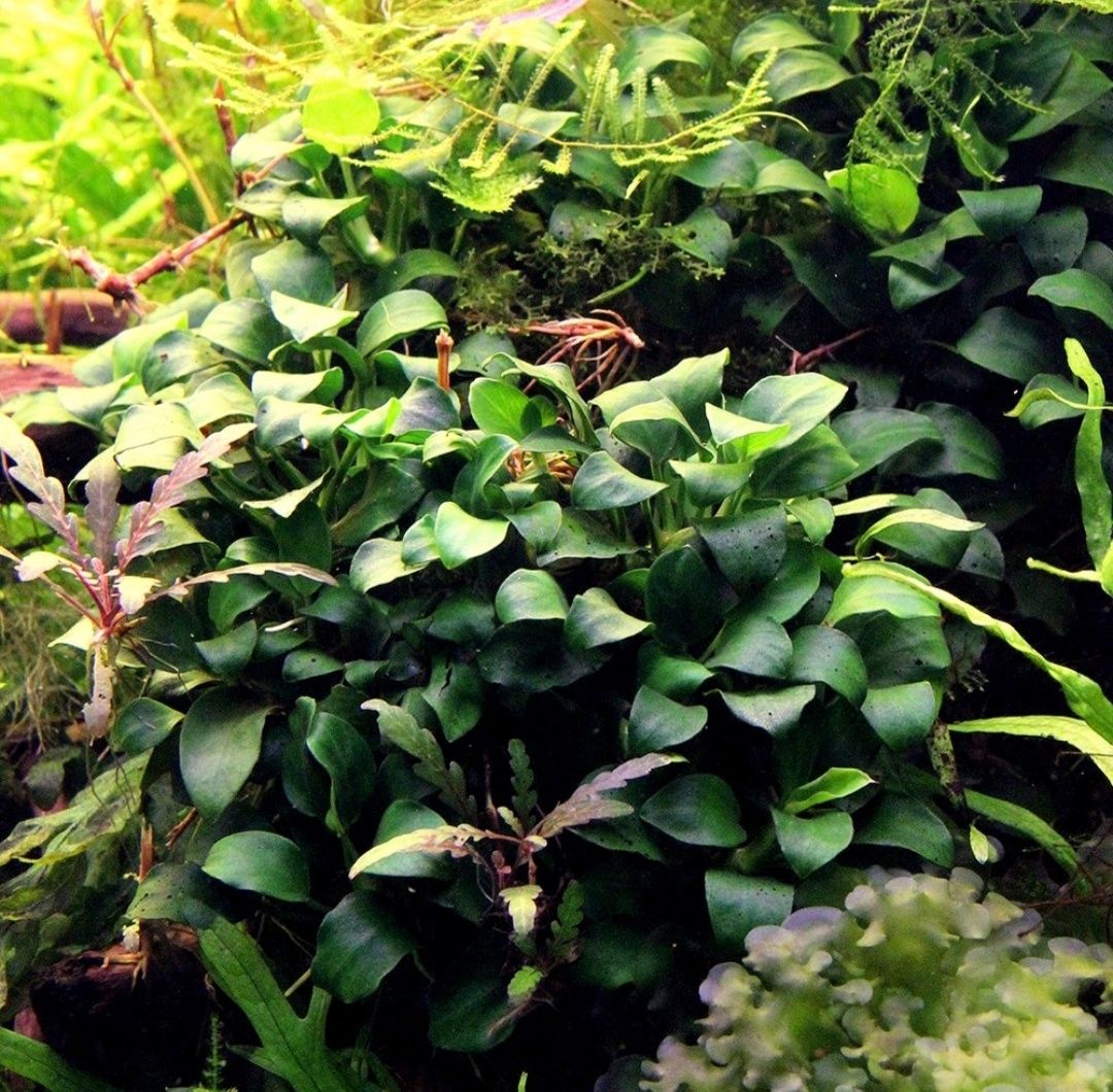 Anubias Petite Bonsai (koszyk)
