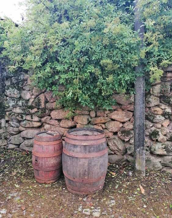 Pipos de vinho  antigos