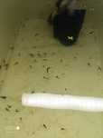 Mollys rescem nascidas
