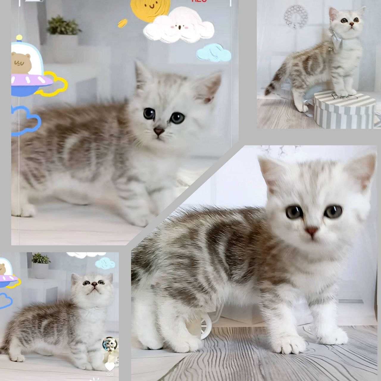 Котики, scotish stright шотландське пухнасте щастя . Кошенята