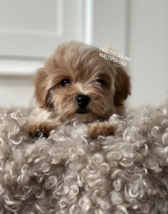Мальтипу ф1 и ф2 малыши с документами ЕС / maltipoo f1 & f2