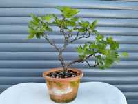 Bonsai uva crispa