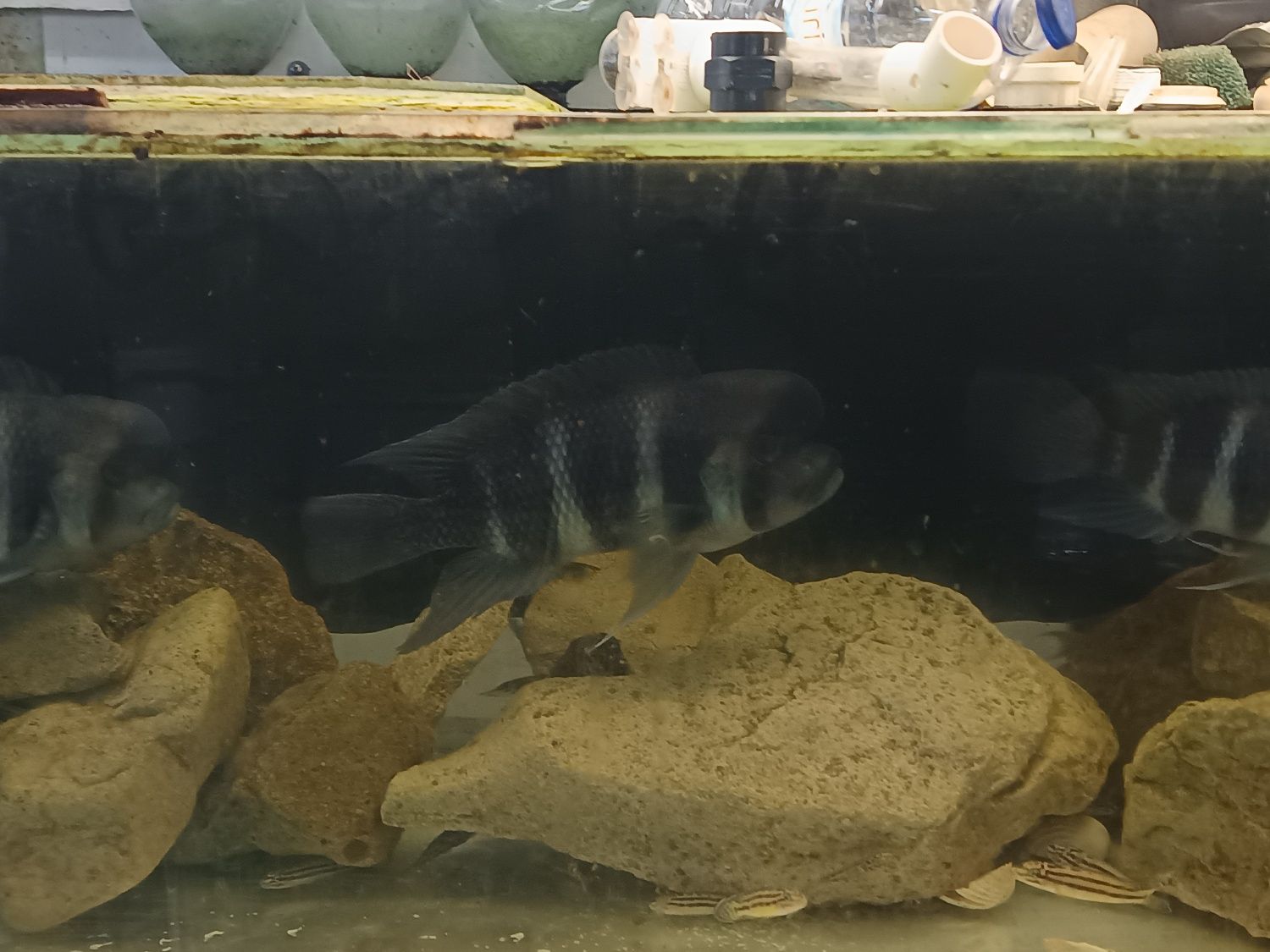 Macho Frontoza Burundi 30cm