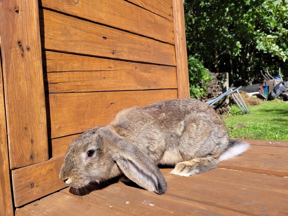 kroliki Barany Francuskie