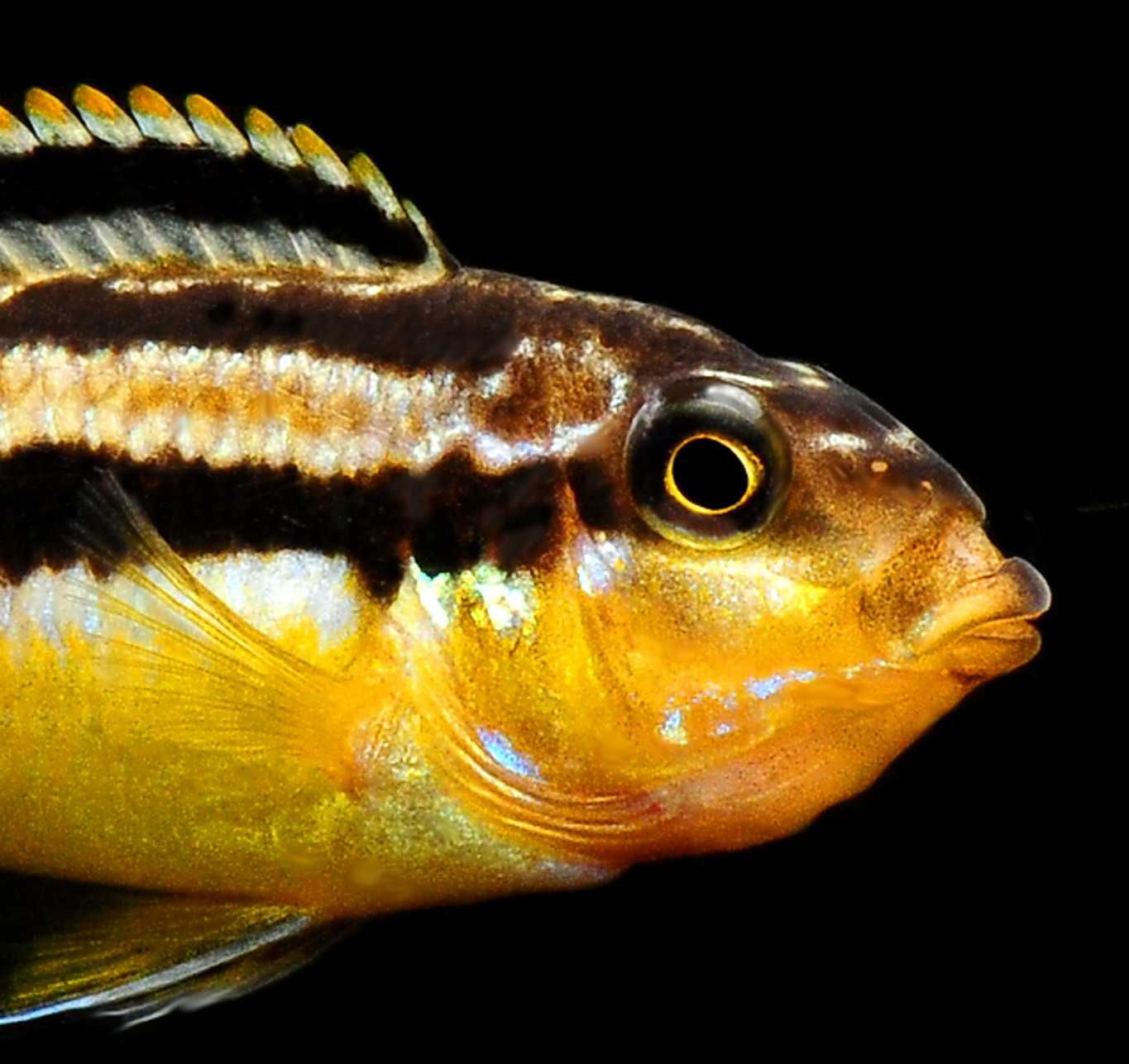 Pyszczak złocisty - Melanochromis auratus - dowóz, wysyłka