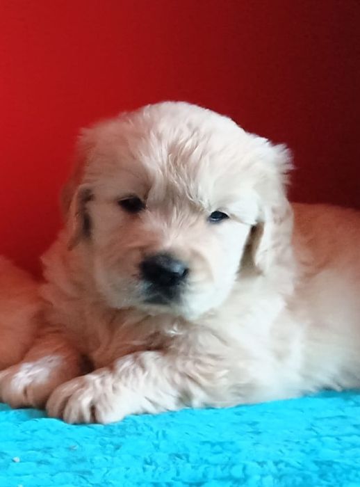 Golden Retriever ZkwP FCI piesek