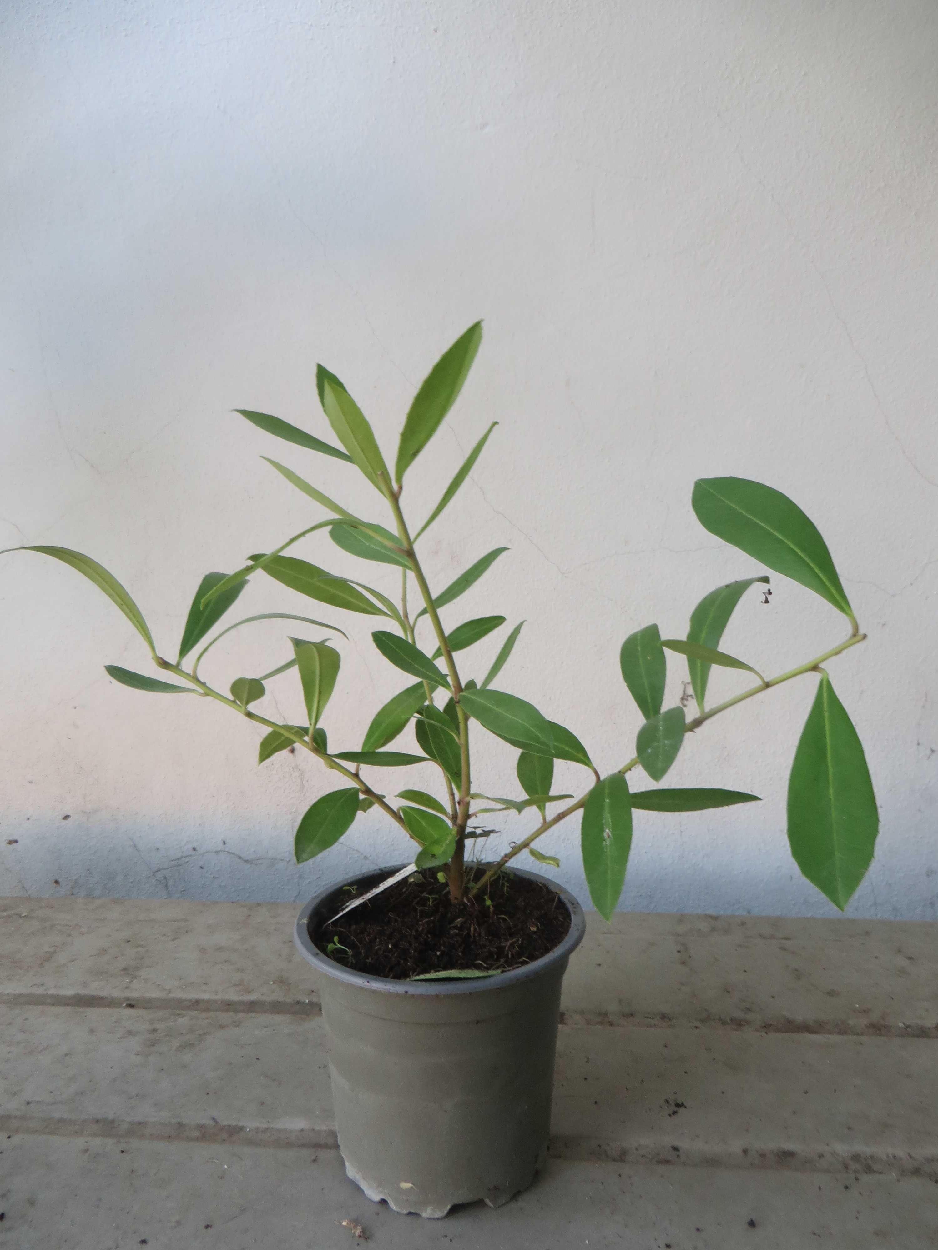 Planta de Chá Mate (Ilex paraguariensis) - muito raro