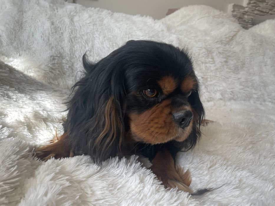 Cavalier King Charles Spaniel pies