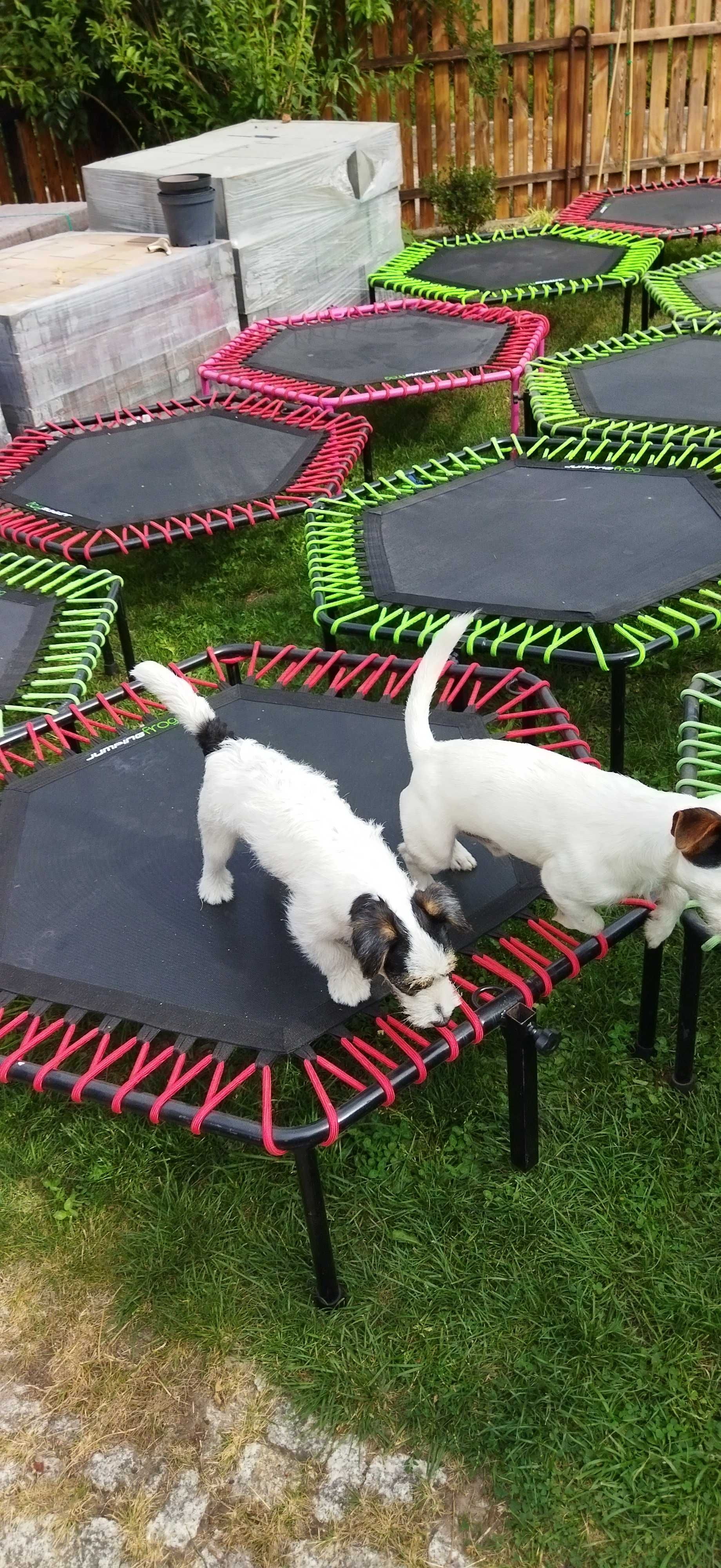 Trampoliny Jumping Frog 16szt. bardzo dobry stan