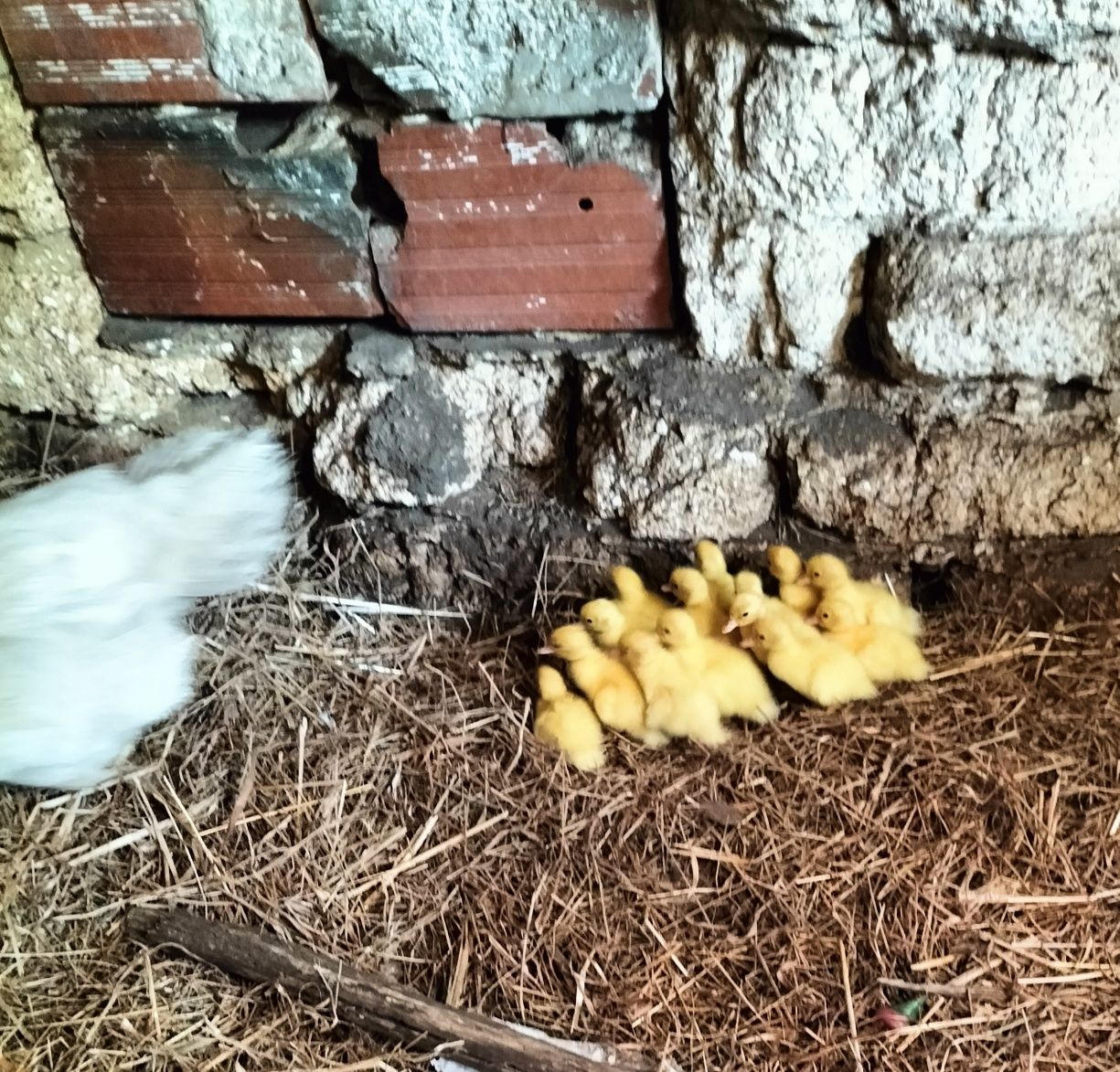Patos Mudos de boa qualidade