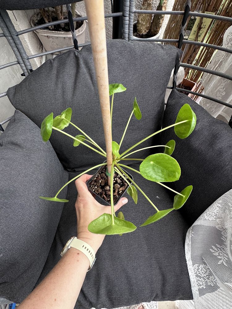Pilea, pieniążek sadzonka.