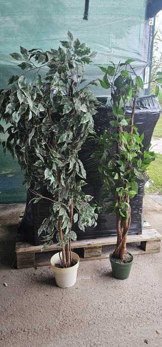 Sztuczne drzewko, kwiat, fikus 2 szt