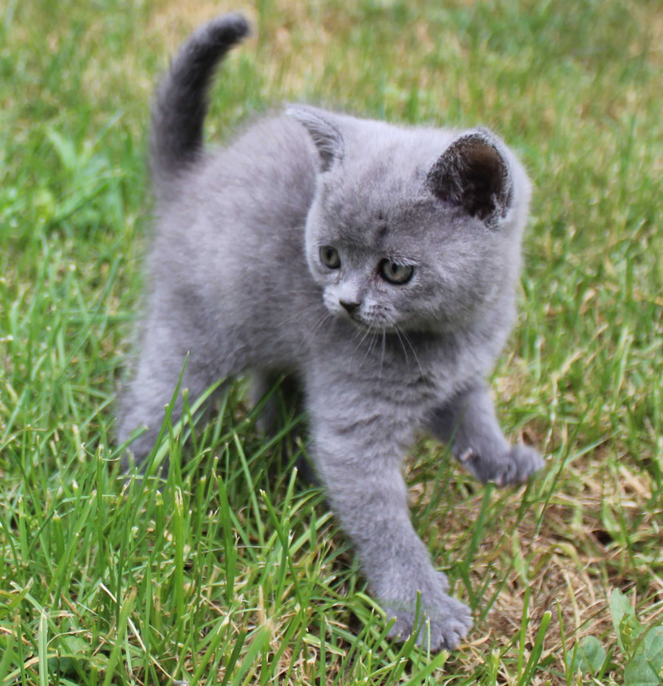 Кошенята скотіш страйт