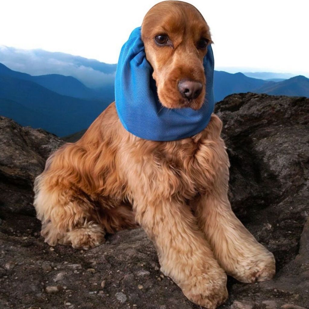 Nowy siateczkowy snood dla psa z długimi uszami Cocker spaniel cavalie