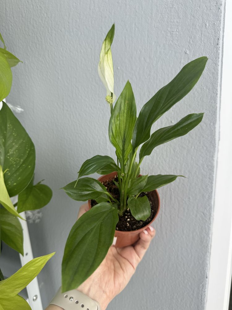 Спатіфілум міні Жіноче щастя Spathiphyllum PEARL CUPIDO mini