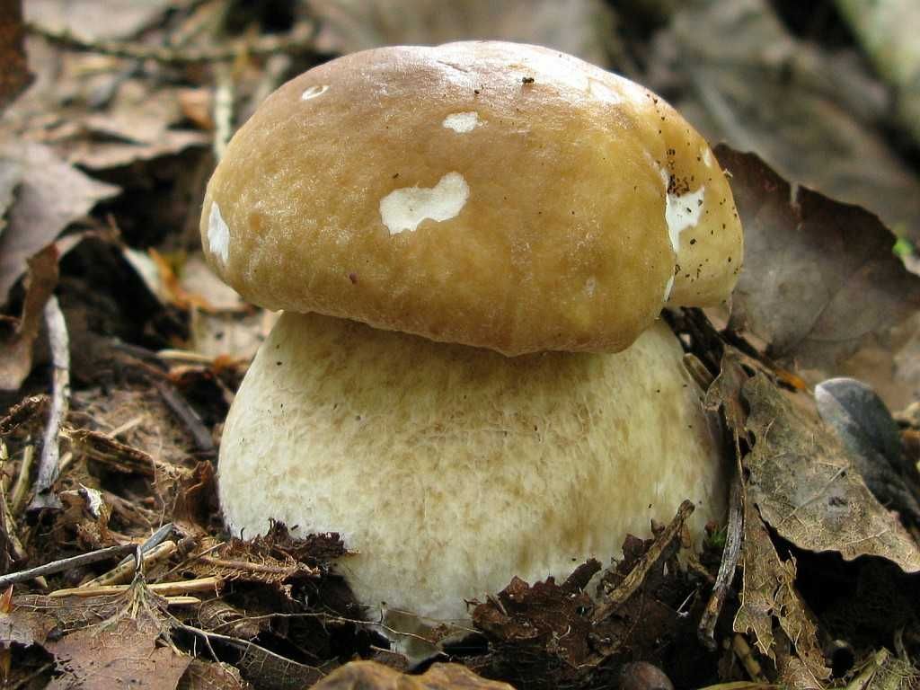 Мицелий Белого гриба берёзового