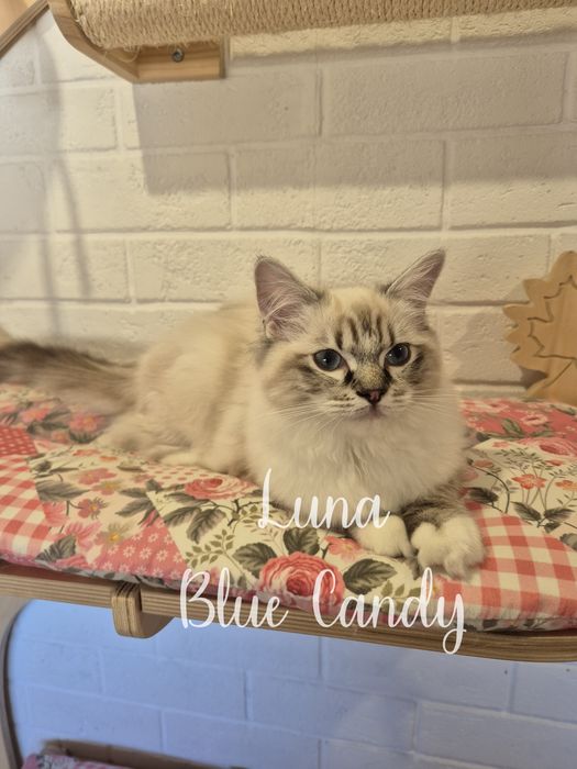 Kotka Ragdoll Luna Blue Candy Pl Warszawa Gotowa do odbioru FPL