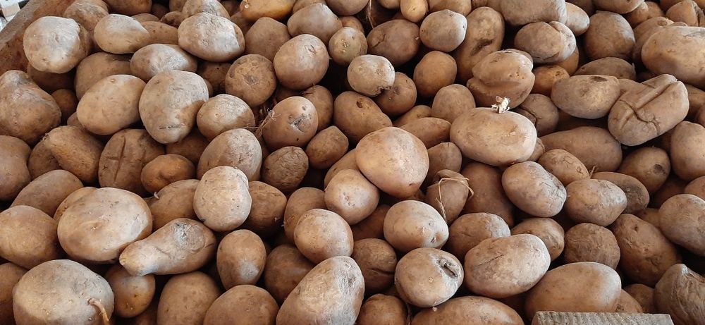 Ziemniaki paszowe sprzedam