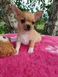 Chihuahua suczka fci ZkWwP