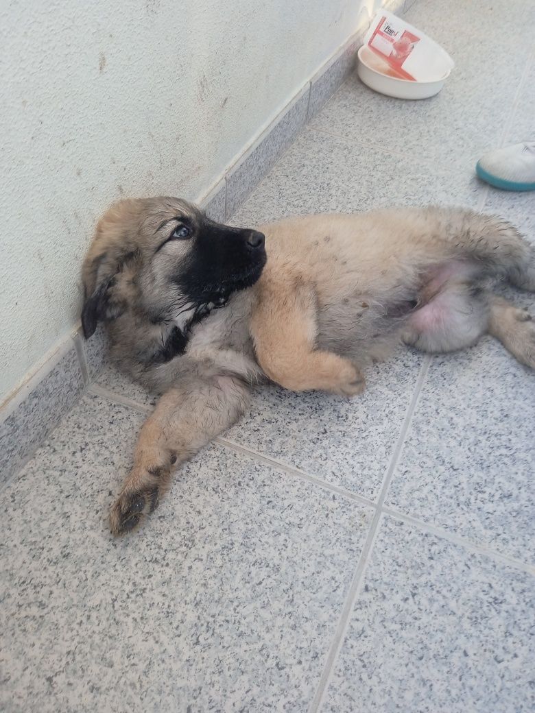 Cachorrinhos Serras da Estrela