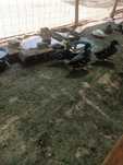 Patos Bravos Reais para venda