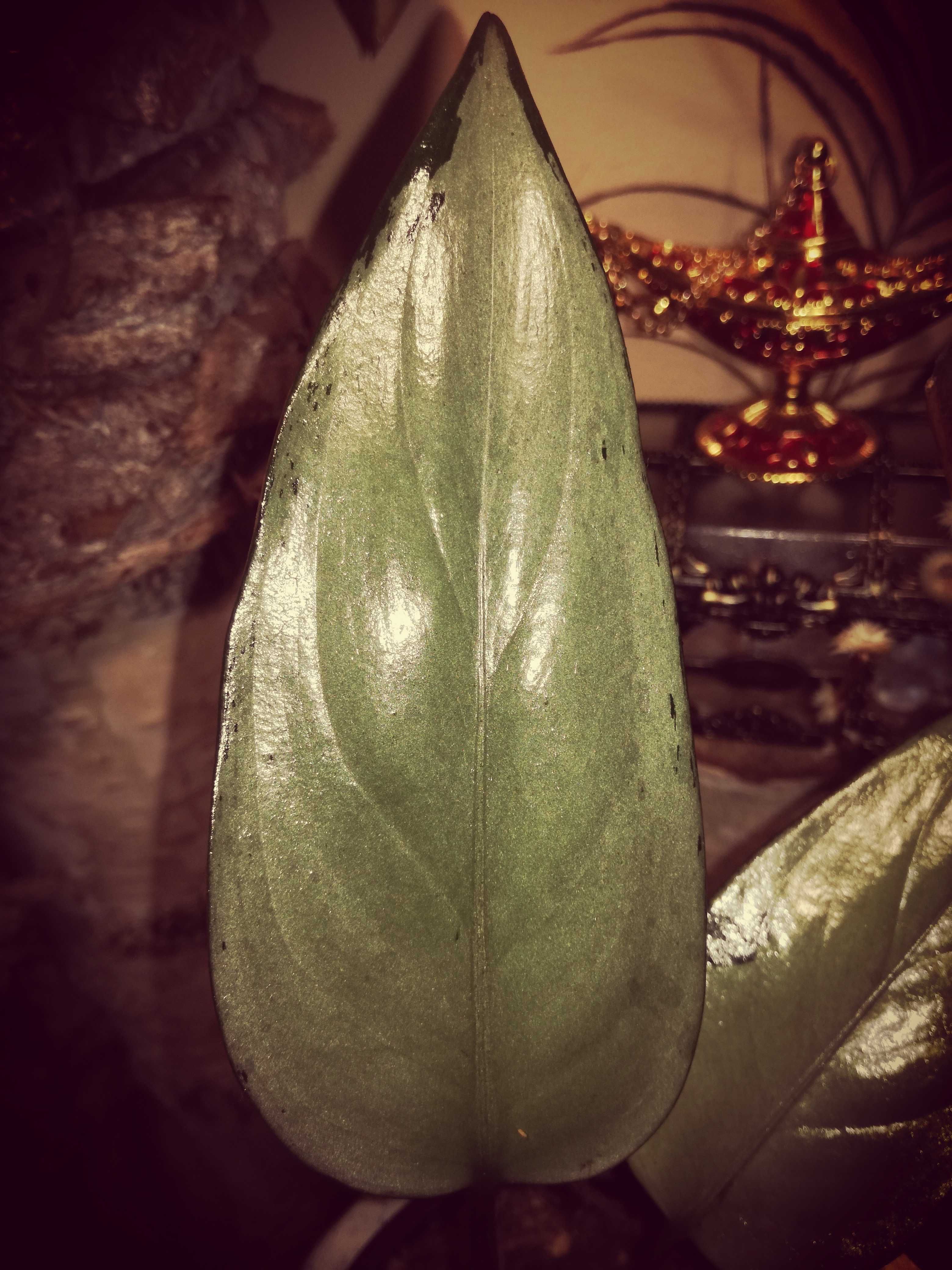 Aglaonema Pumilum Silver variegata piękna kolekcja roślin nie monstera