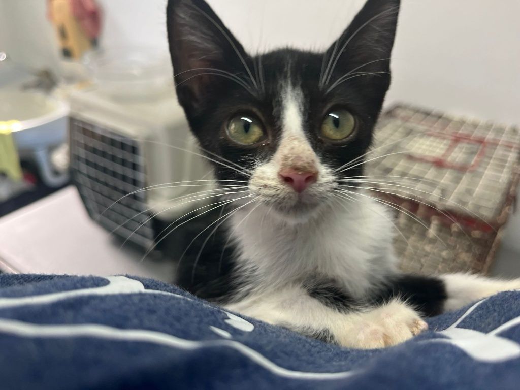 Gatinhos bebés com esterilização gratuita