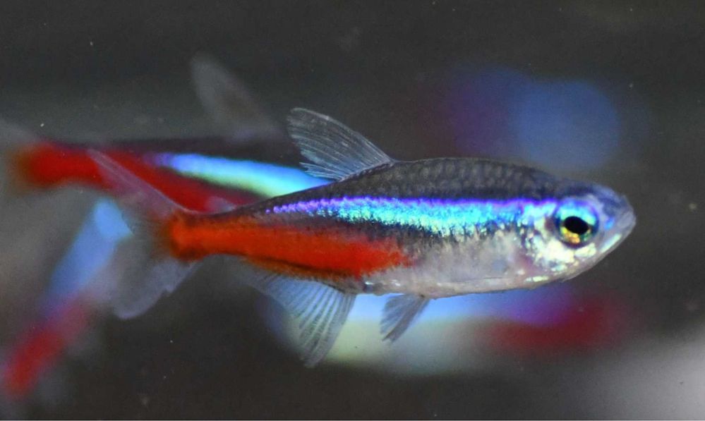 Tetras cardinal