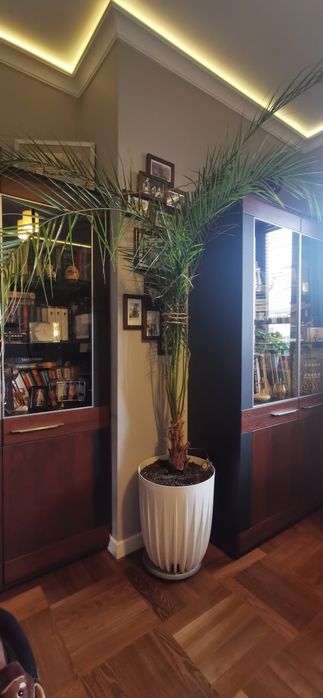 Duża palma daktylowa