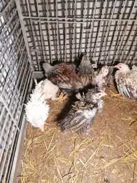10 kurczaków wieku 1,5 miesiąca