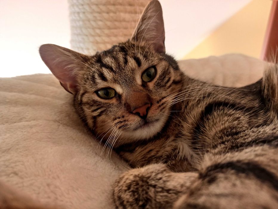 KAJTEK, CIAPUŚ  koty -szukają dobrego domu