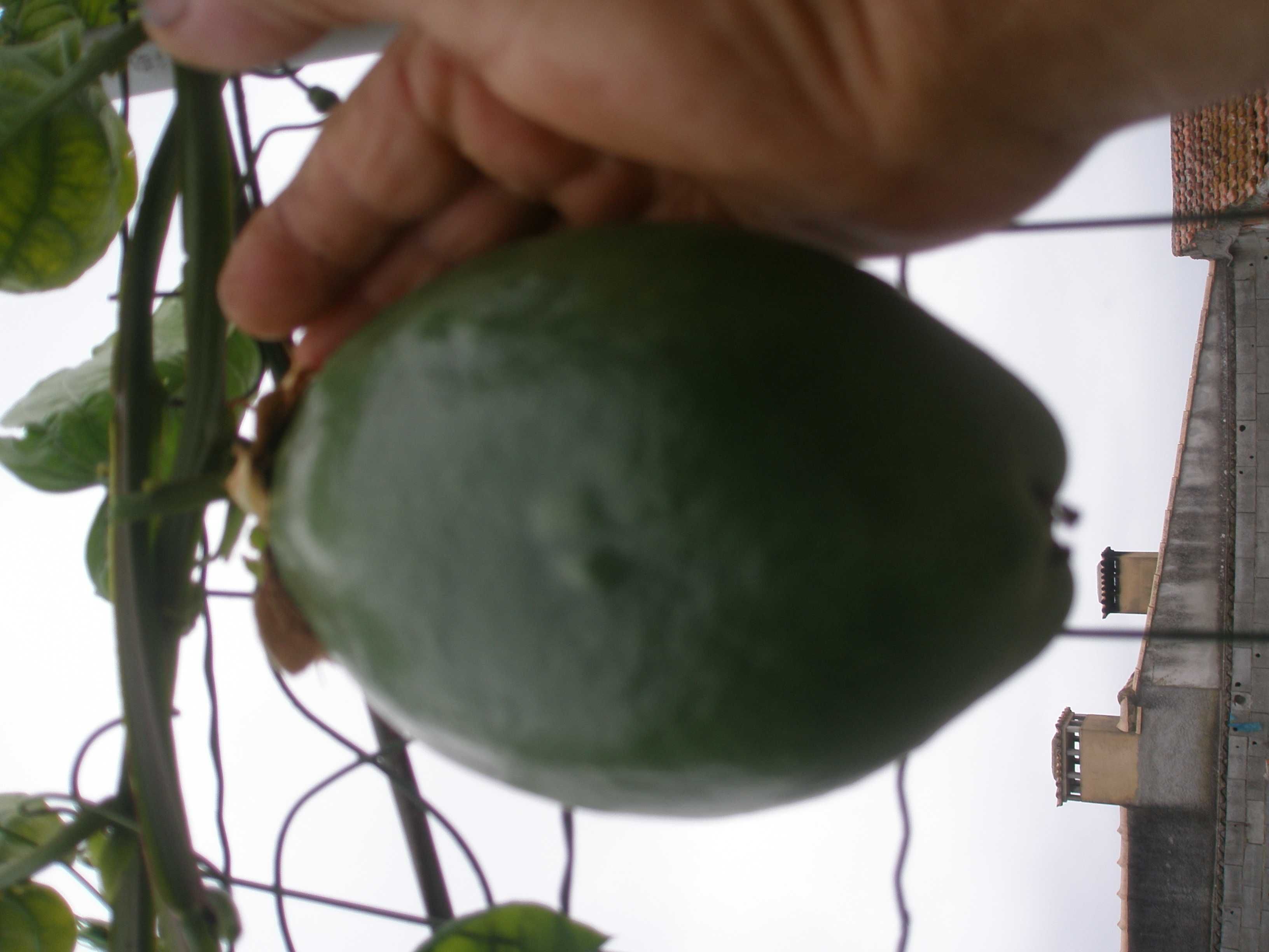 plantas de maracuja  alata amarelo gigante