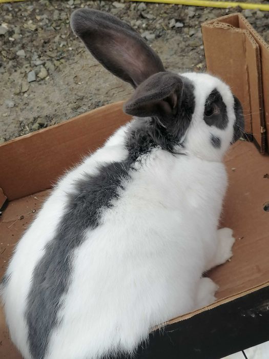 srokacz niemiecki samica hawana czarna niebieska