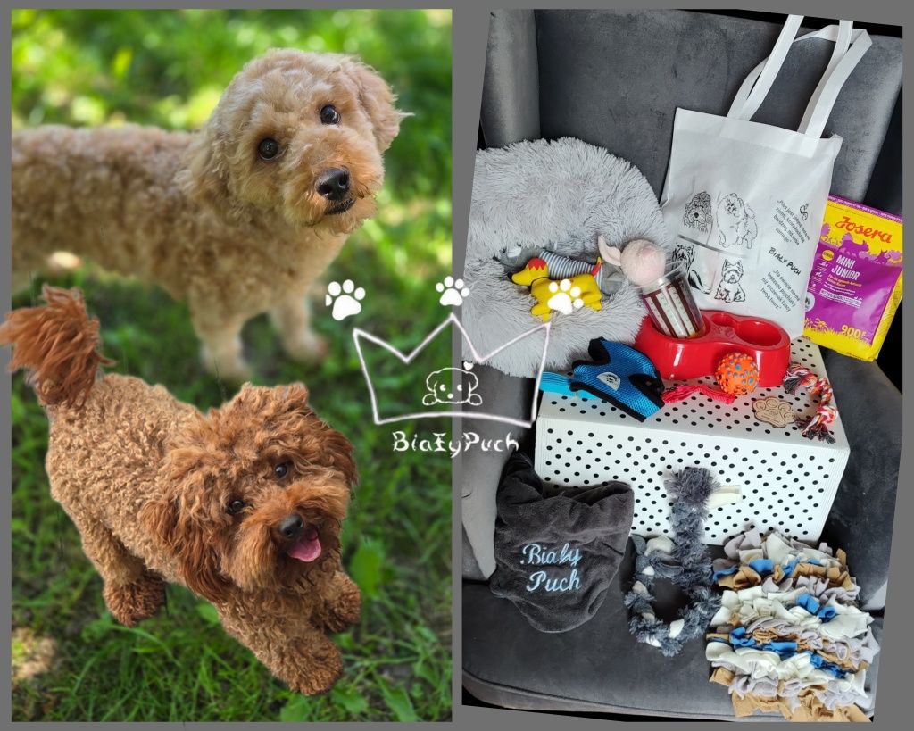 Bichpoo maltipoo red loki Badania paszport wyprawka
Do zaofe