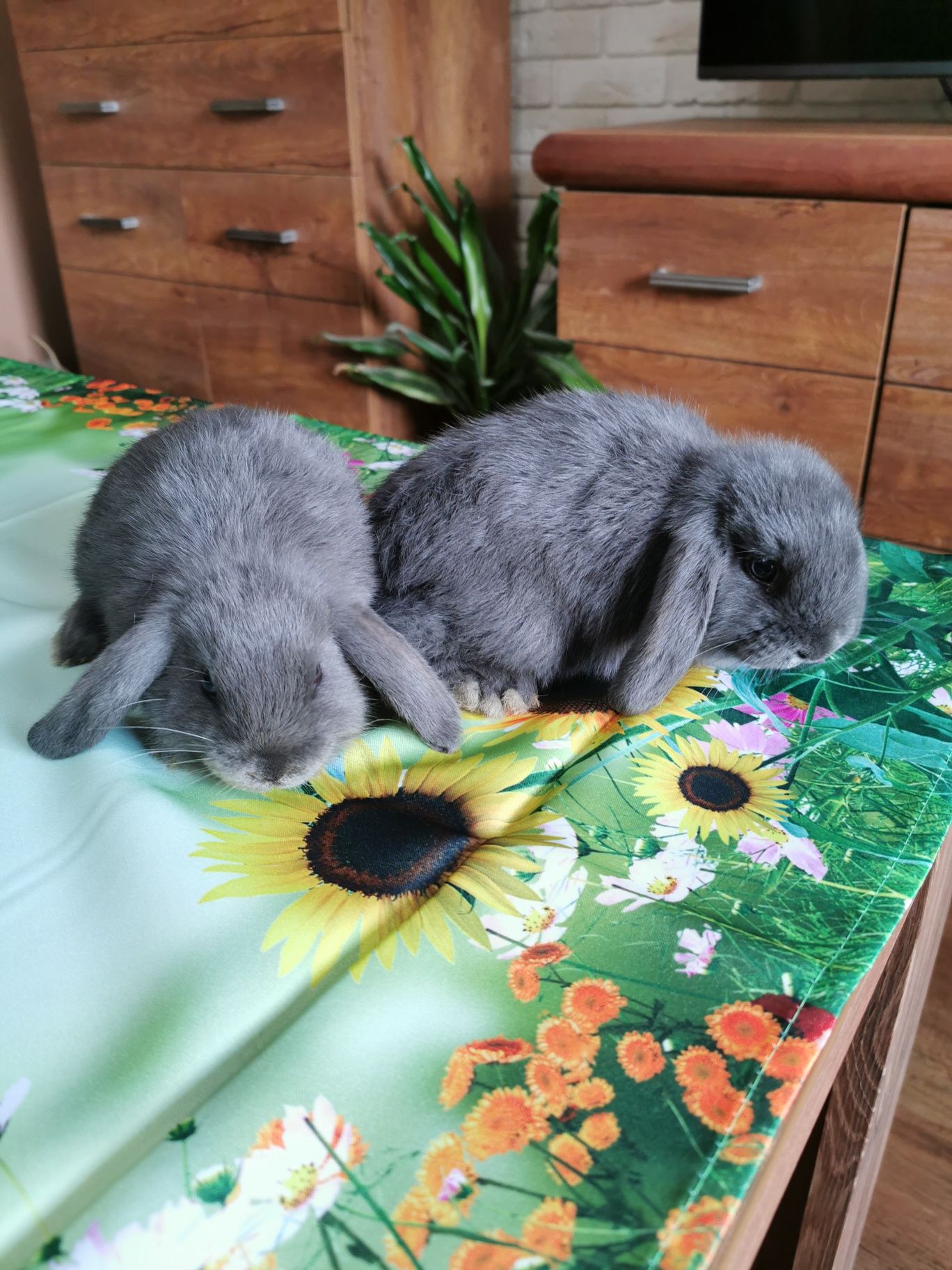 Mini lop.Baranek niebieski. Króliczki miniaturowe.