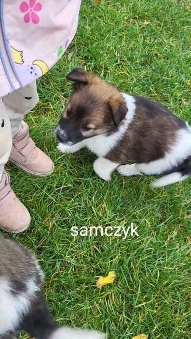 Oddam pieski za darmo