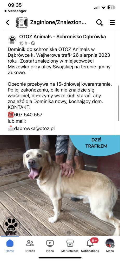 Miszewko Żukowo znaleziony pies jak labrador