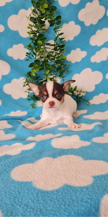 Estupendo chocolate chihuahua/chiuaua de Qualidade