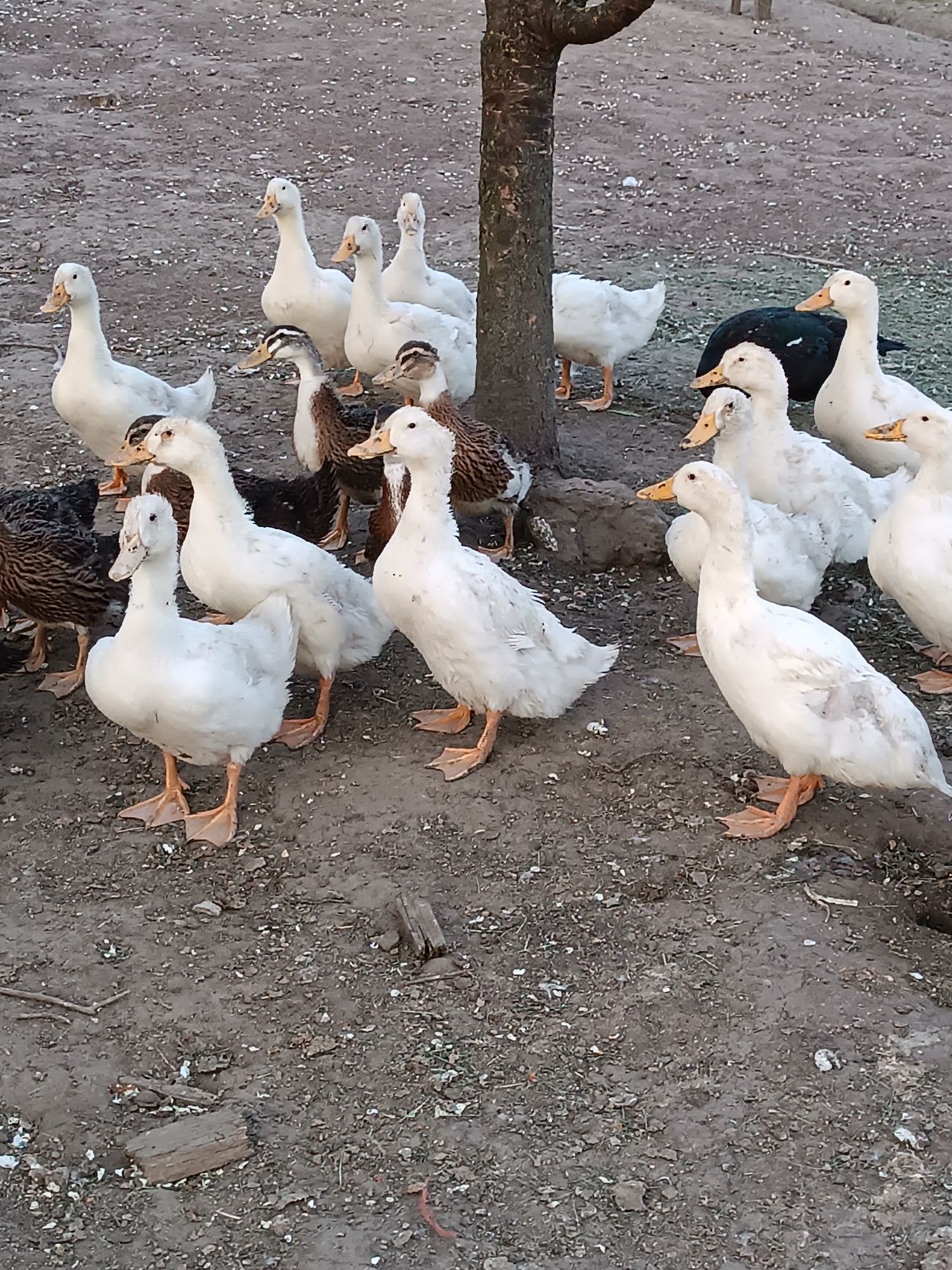 Kaczki Pekin odchowane