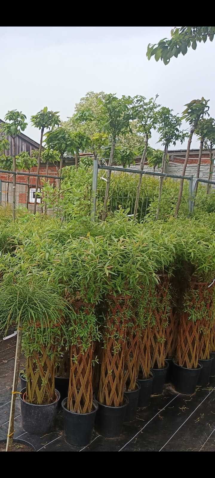 Wielka wyprzedaż!Wierzba pleciona salix(różne sploty)od 100 zł
