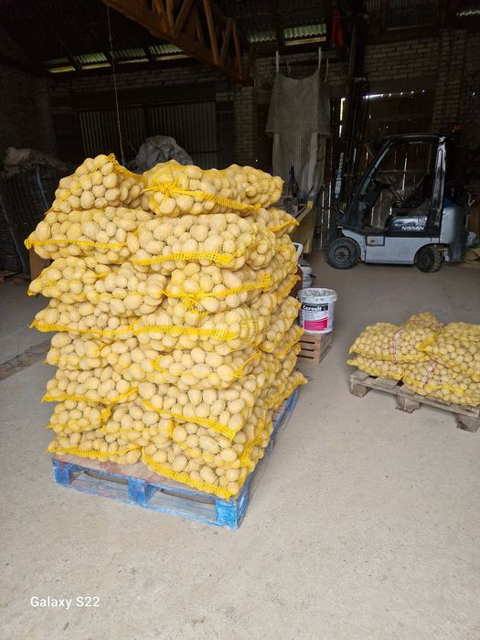 Ziemniaki paszowe I jadalne soraya I Queen anne