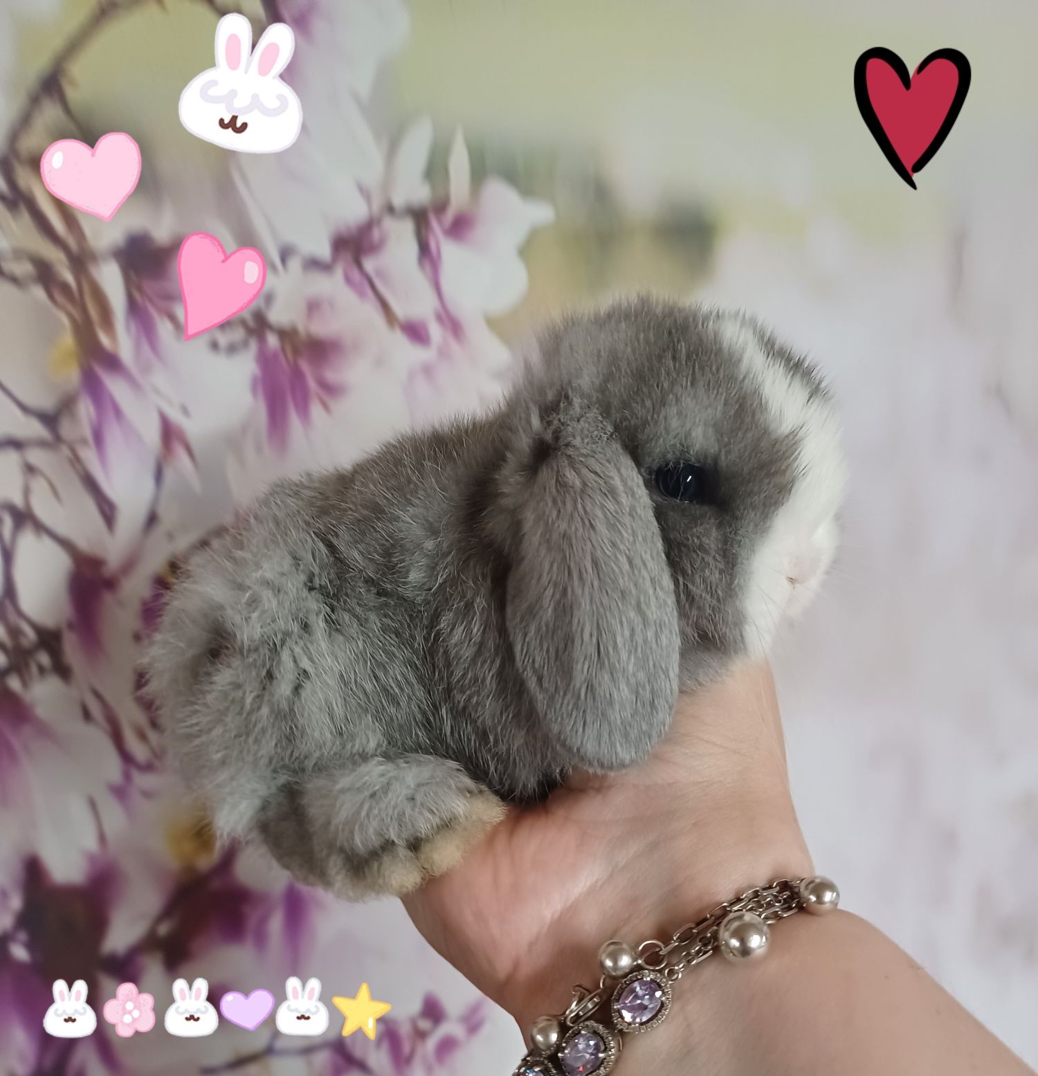 Mini lop miniaturka hodowla zarejestrowana